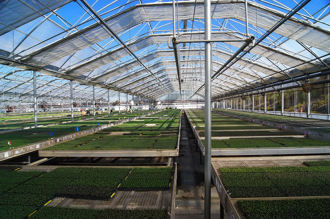 Agra Tech curtain in Continental Greenhouse