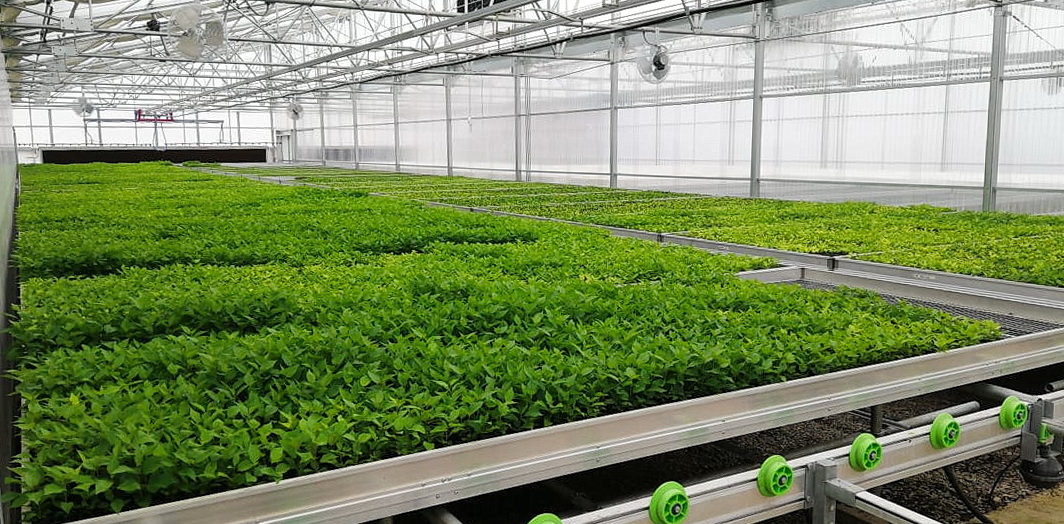 Green Nova Nursery | Commercial Greerhouse Manufacturer