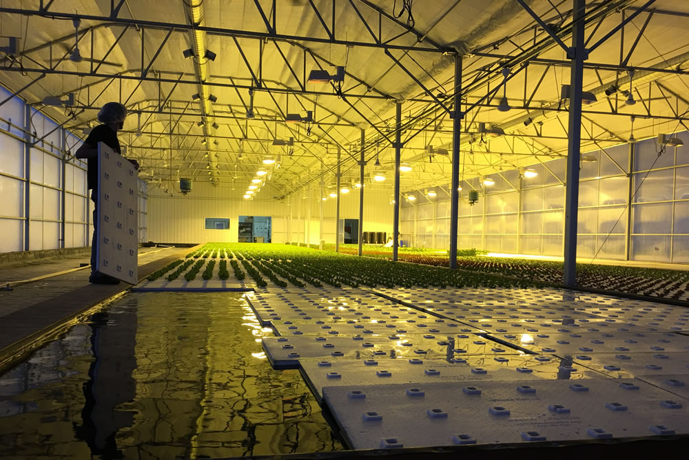 Brightwater Farms Doubles Capacity with New ATI Greenhouse | Commercial Greerhouse Manufacturer