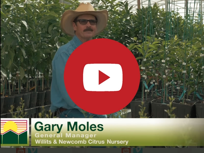 Willits & Newcomb - The Citrus Nursery | Commercial Greenhouse Manufacturer