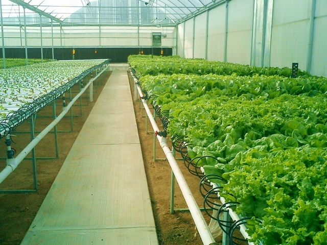 Vegetable Greenhouses | Commercial Greenhouses Manufacturer