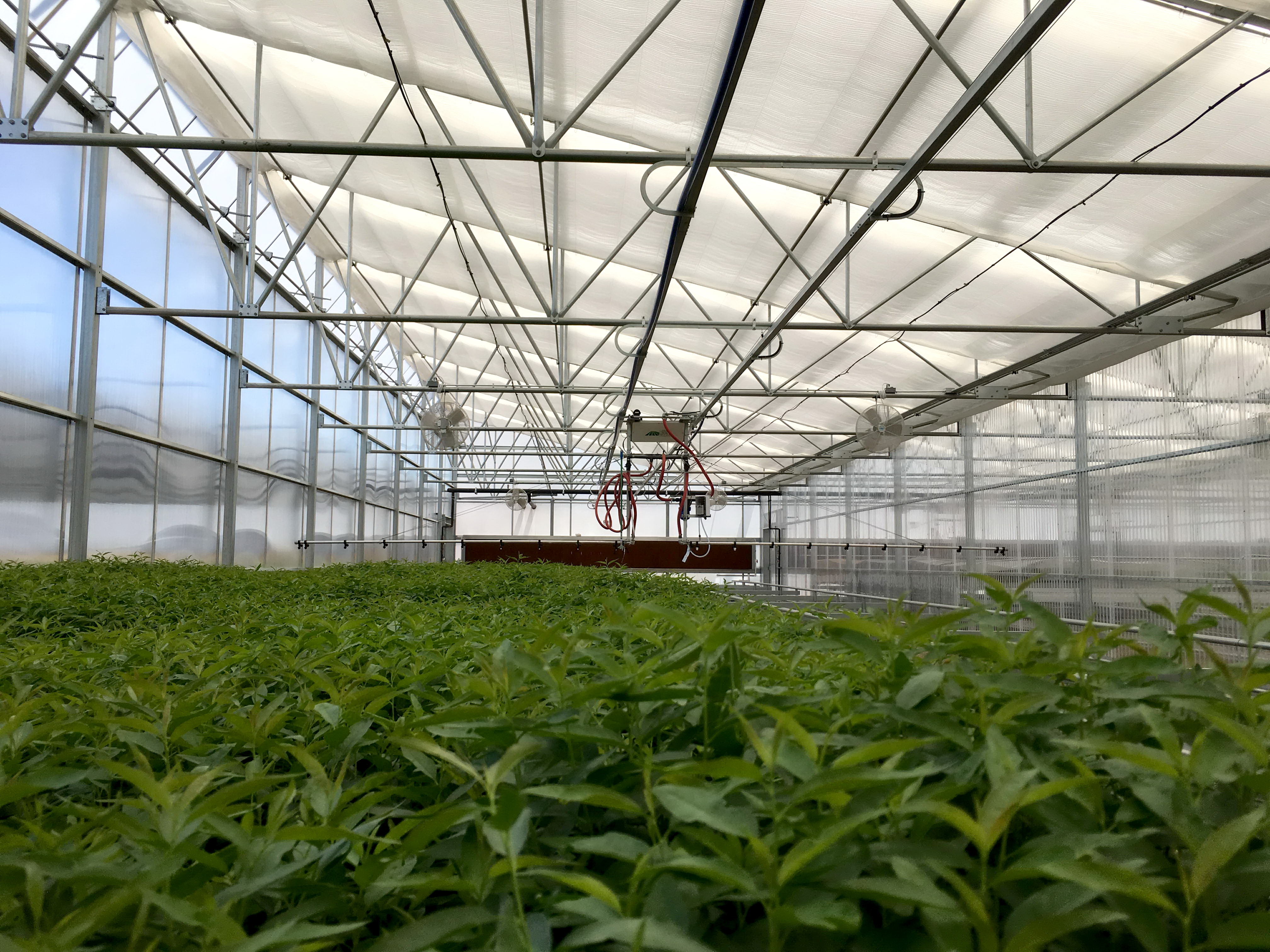 Commercial Greenhouse Sawtooth | Agra Tech