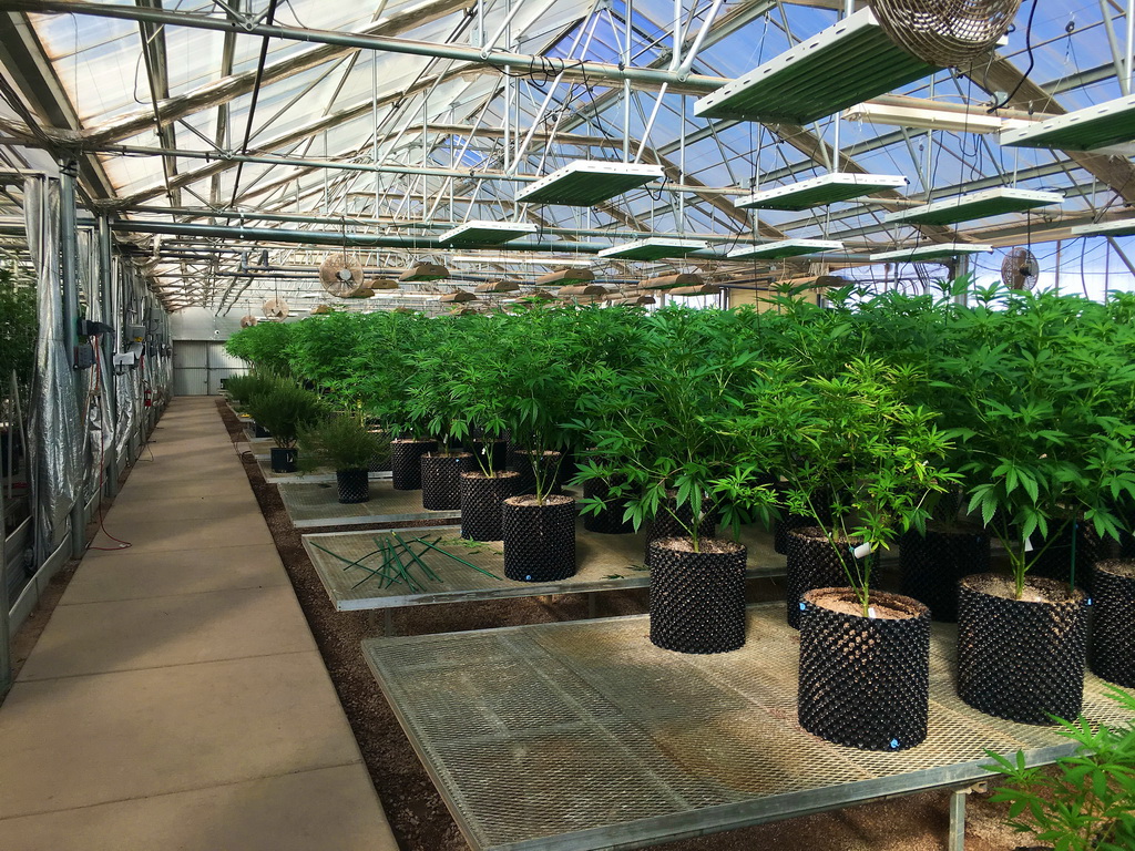 Ultra Health - New Mexico's largest medical cannabis business grows with Agra Tech Greenhouses | Commercial Greerhouse Manufacturer