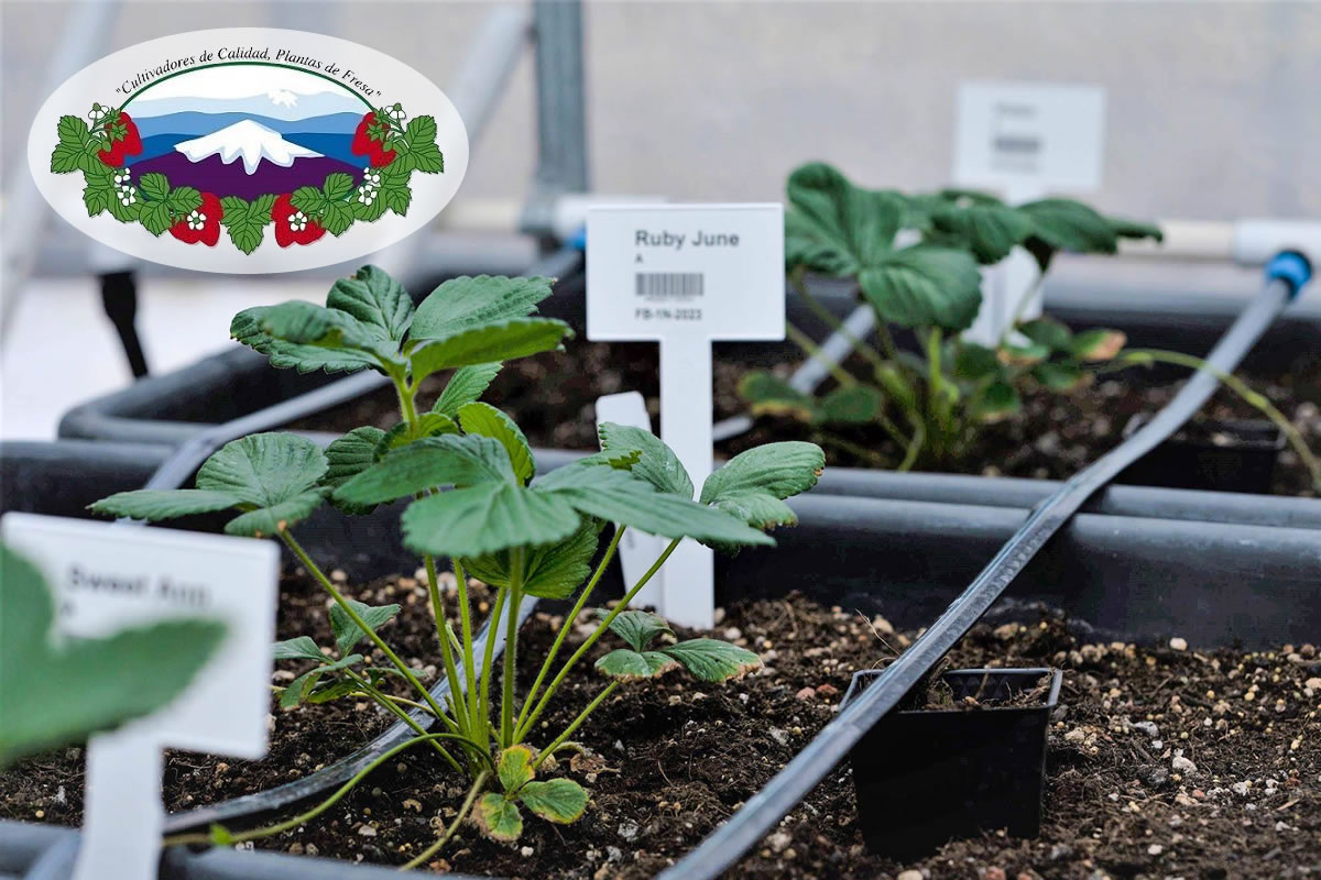 Lassen Canyon Nursery Breeds Strawberry Plants Using Agra Tech Greenhouses | Commercial Greerhouse Manufacturer