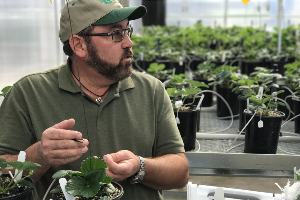 California Berry Cultivars is a World-Class "Strawberry Start-Up" | Commercial Greerhouse Manufacturer