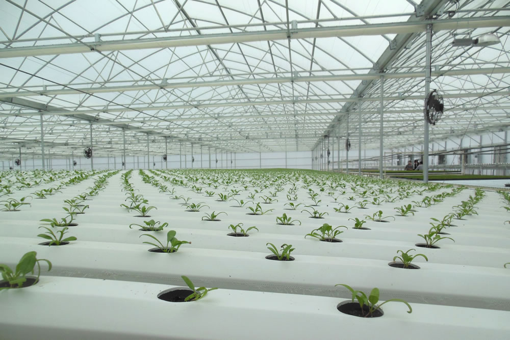 Go Green Agriculture Goes with Agra Tech Greenhouse | Agra Tech