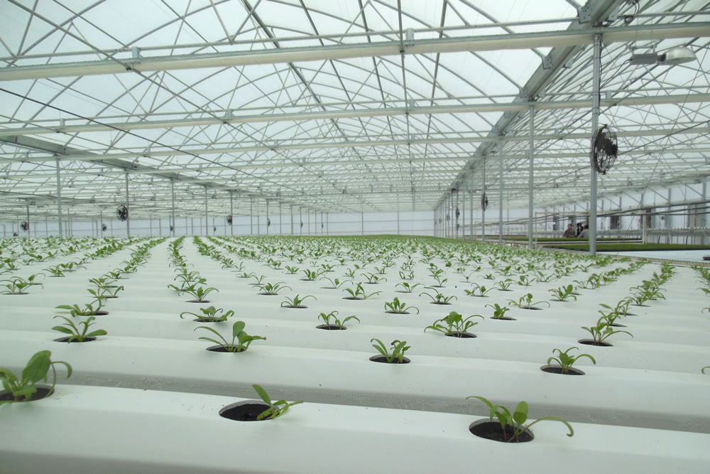 Industrial and Commercial Greenhouse Suppliers for California