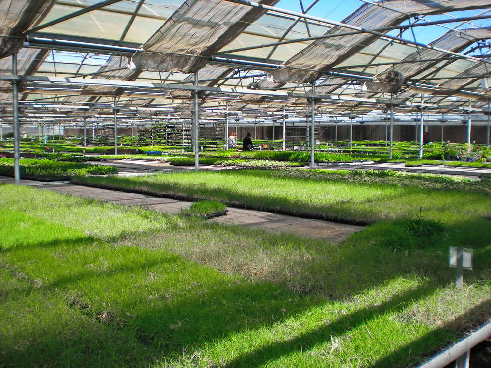 Takao Nursery | Commercial Greerhouse Manufacturer