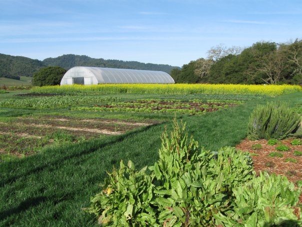 French Laundry & Bouchon Bistro using Thermolator greenhouse to grow their own organic vegetables | The French Laundry | Yountville, CA