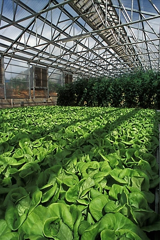 Leafy greens in Agra Tech Solar Light 30