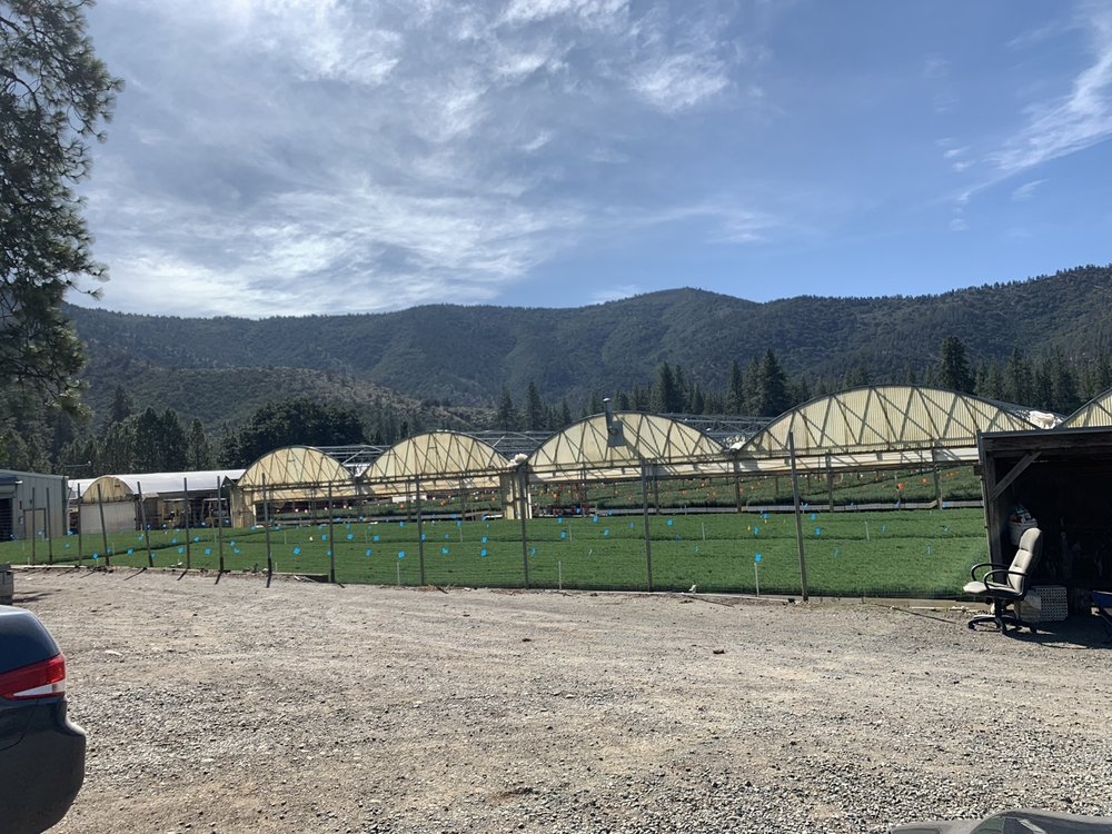 CalForest Nurseries | Mountains view