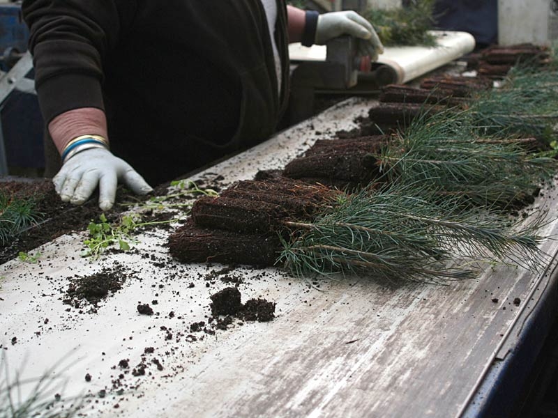 CalForest Nurseries | Trees seedlings