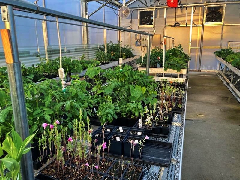 Inside the Solar Light Greenhouse