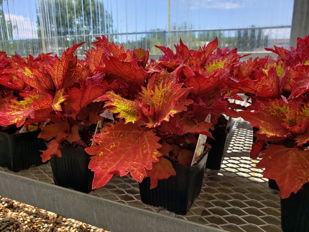 Inside the Solar Light Greenhouse