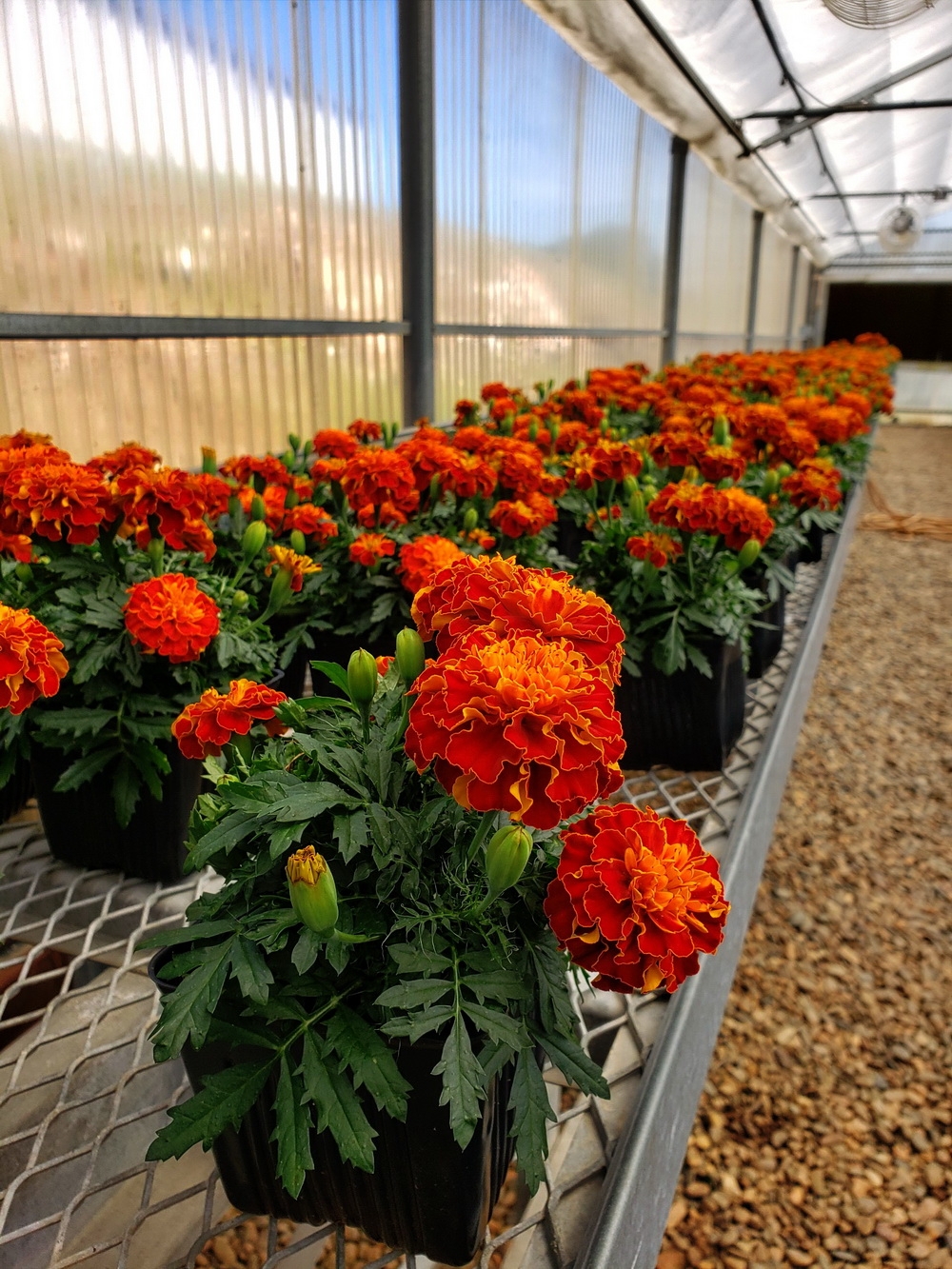 The plants thrive inside the Solar Light Greenhouse