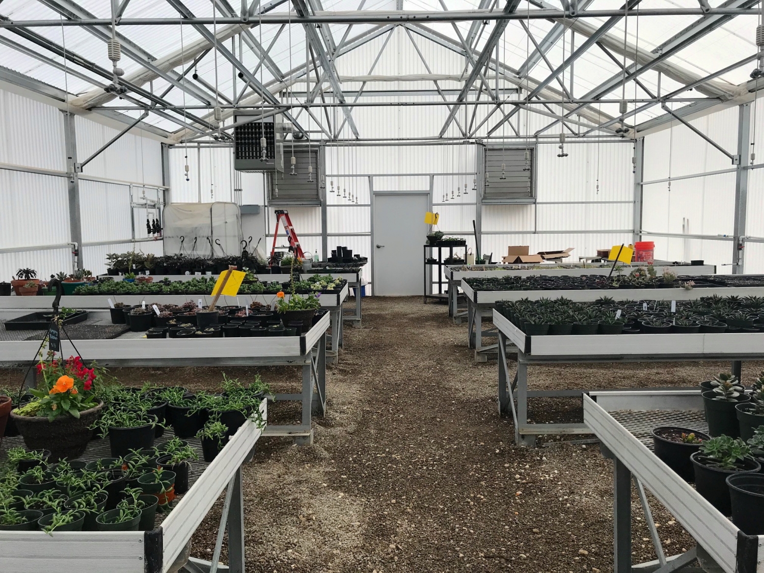 Inside the greenhouses at sunset