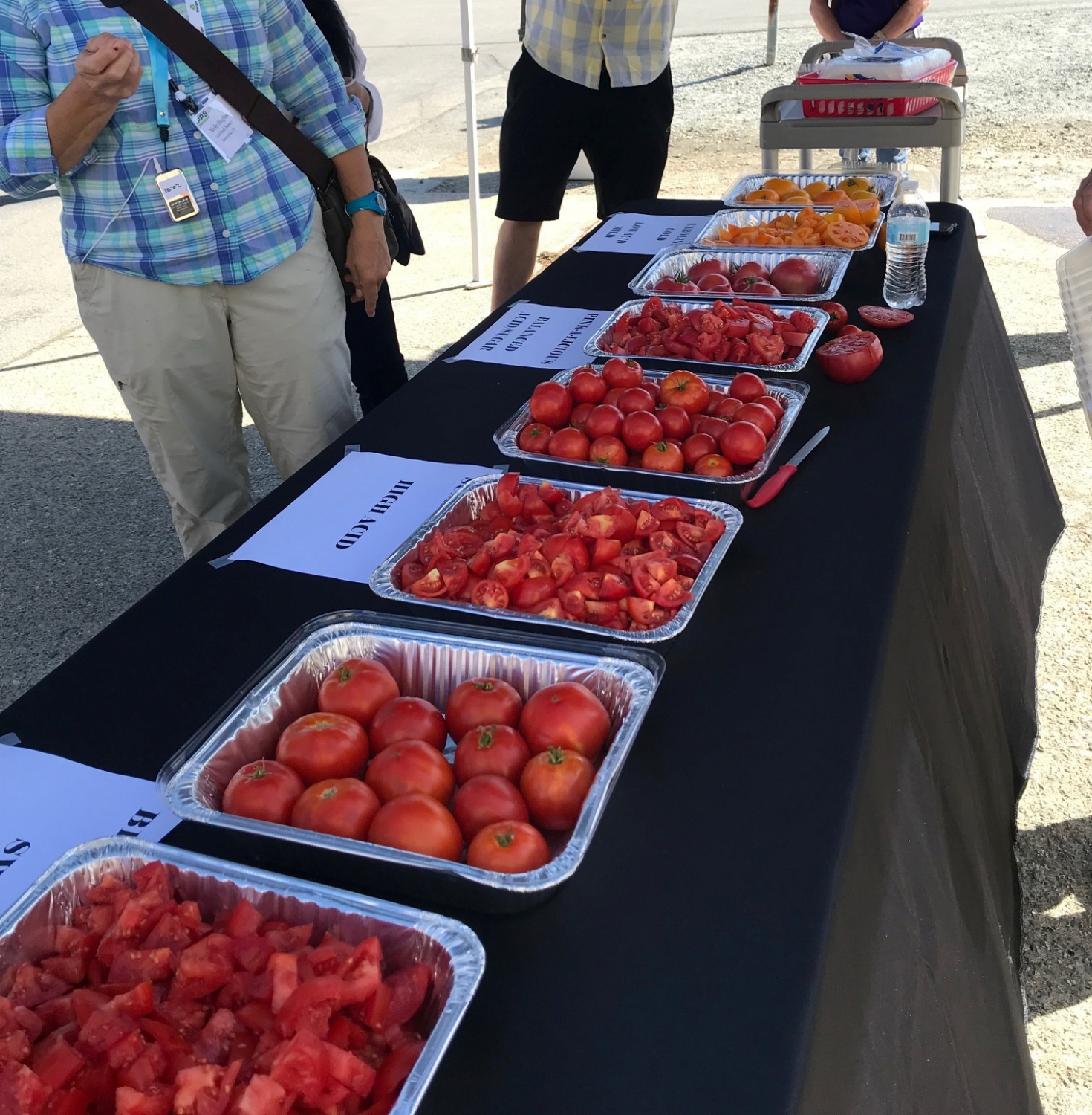 Beautiful Tomato Crop