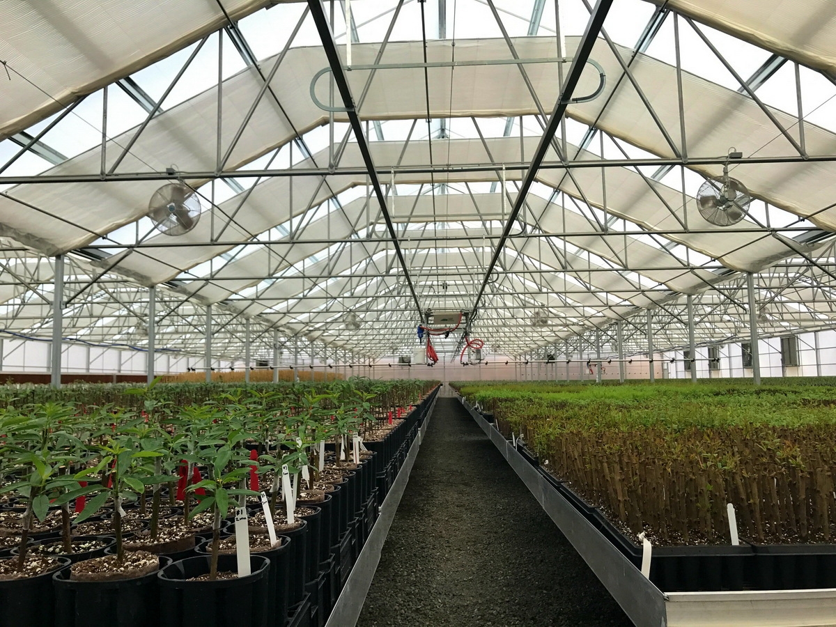 Solar Light greenhouse in production | Commercial Greenhouse Manufacturer