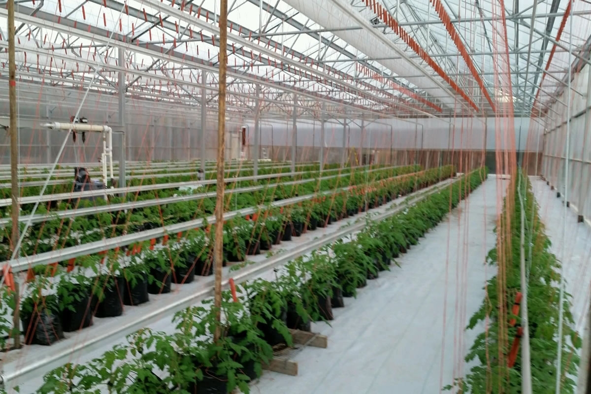 Mass Produced Tomatoes | Vegetable Greenhouse grower