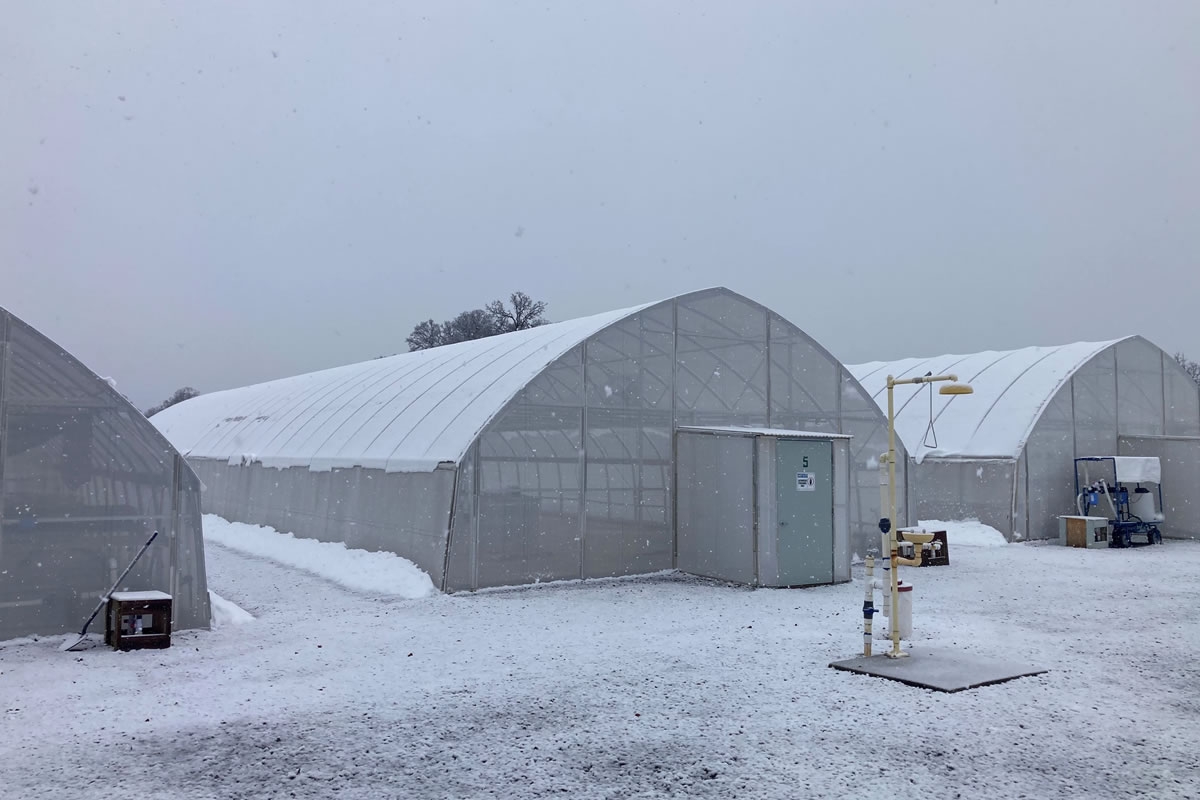 Strawberry Nursery | Lassen Canyon Nursery