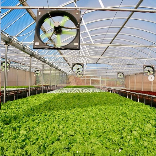 Insulator Hydroponic greenhouse