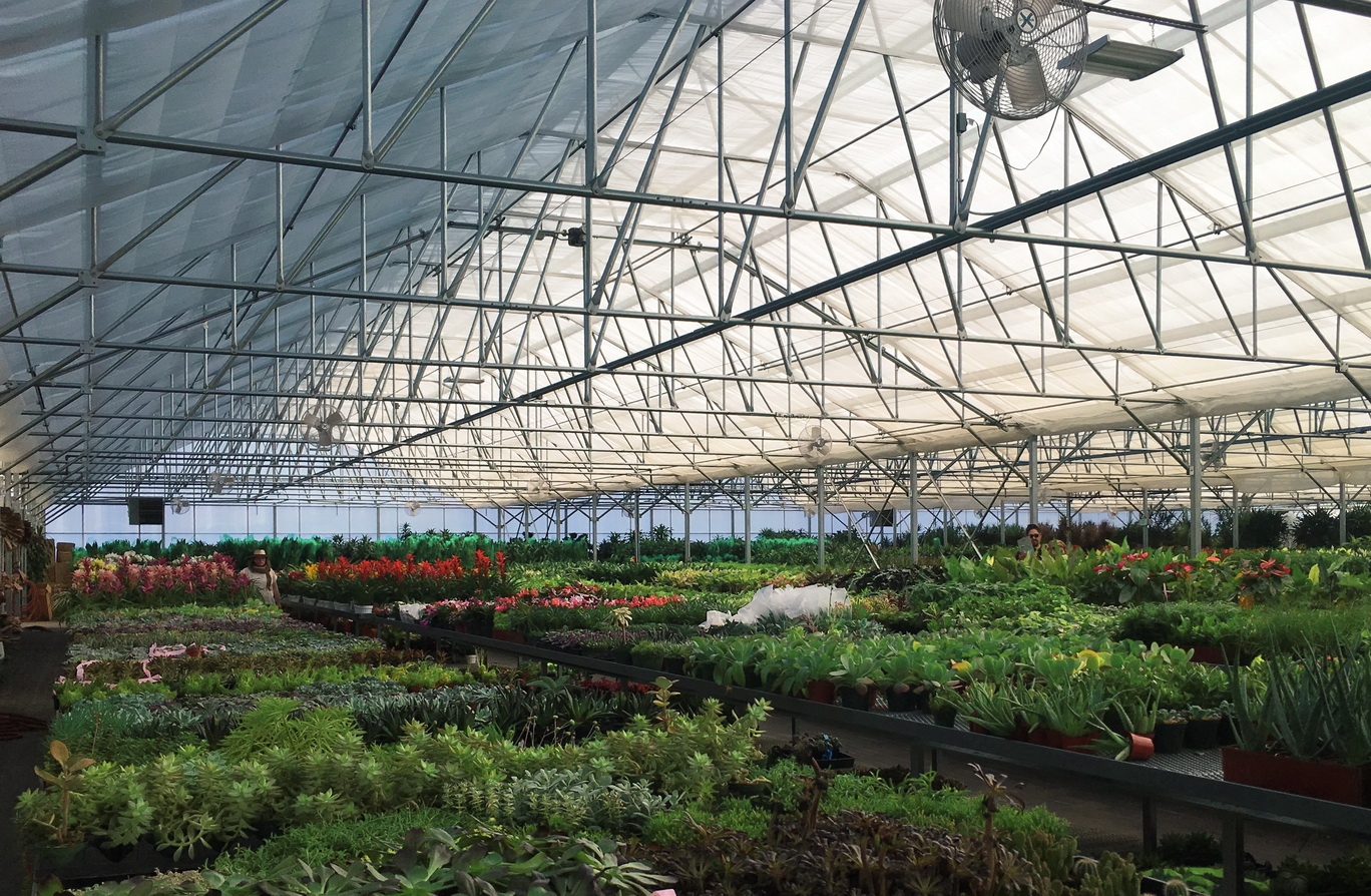 Plants are kept healthy and growing in the greenhouse until they are sold