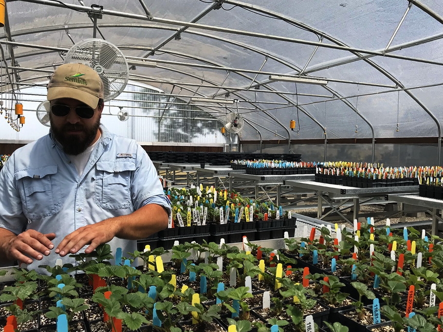 California Berry Cultivars | Commercial Greenhouse Manufacturer