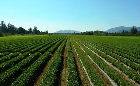 Vines growing in the field