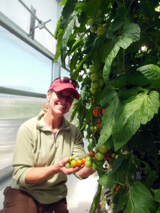 Parsons tomatoes in Solar Light Greenhouse