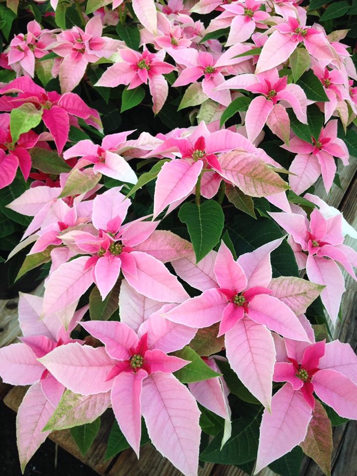 Beautiful pointsettias grown in Agra Tech Inslator greenhouse